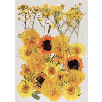 ARTEMIO Fleurs Jaunes Séchées Pressées 34Pcs 2024