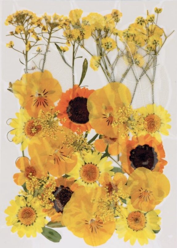 ARTEMIO Fleurs Jaunes Séchées Pressées 34Pcs 2024