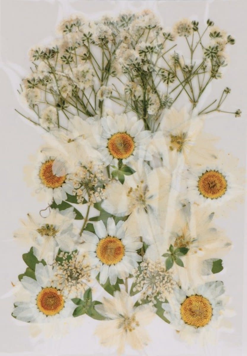 ARTEMIO Fleurs Blanches Séchées Pressées 28Pcs