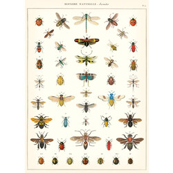 CAVALLINI & Co. Affiche Histoire Naturelle Insectes 50x70cm