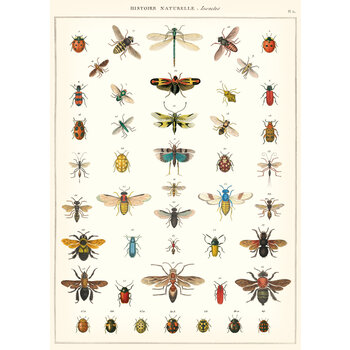 CAVALLINI & Co. Affiche Histoire Naturelle Insectes 50x70cm