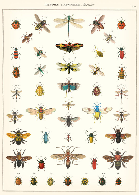 CAVALLINI & Co. Affiche Histoire Naturelle Insectes 50x70cm