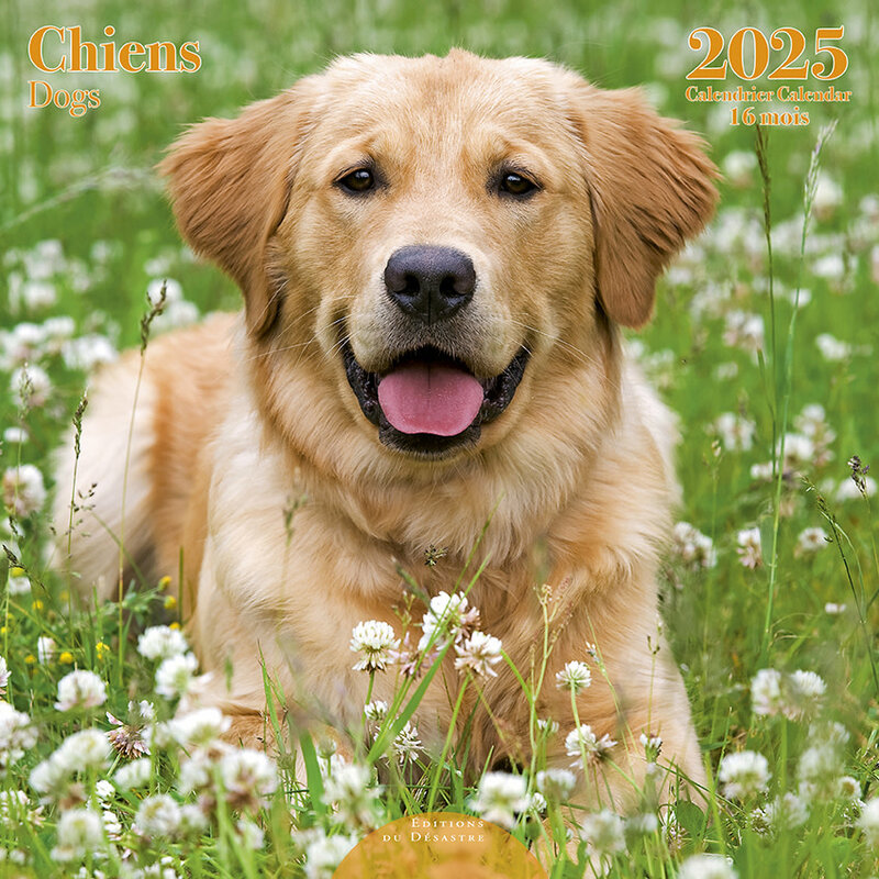 EDITIONS DU DESASTRE Calendrier 30X30 Chiens 2025