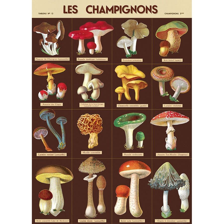 CAVALLINI & Co. Affiche Champignons 50x70cm