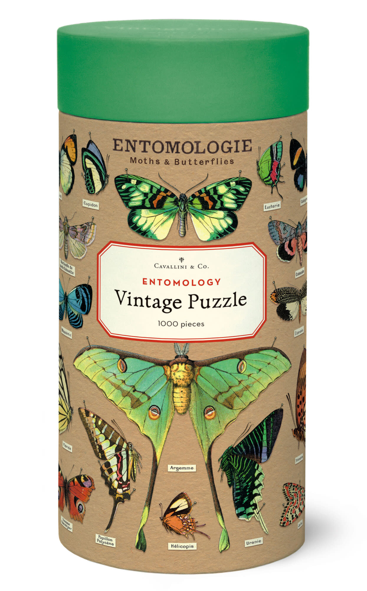 CAVALLINI & Co. Puzzle 1000 pièces Entomologie 55x70cm