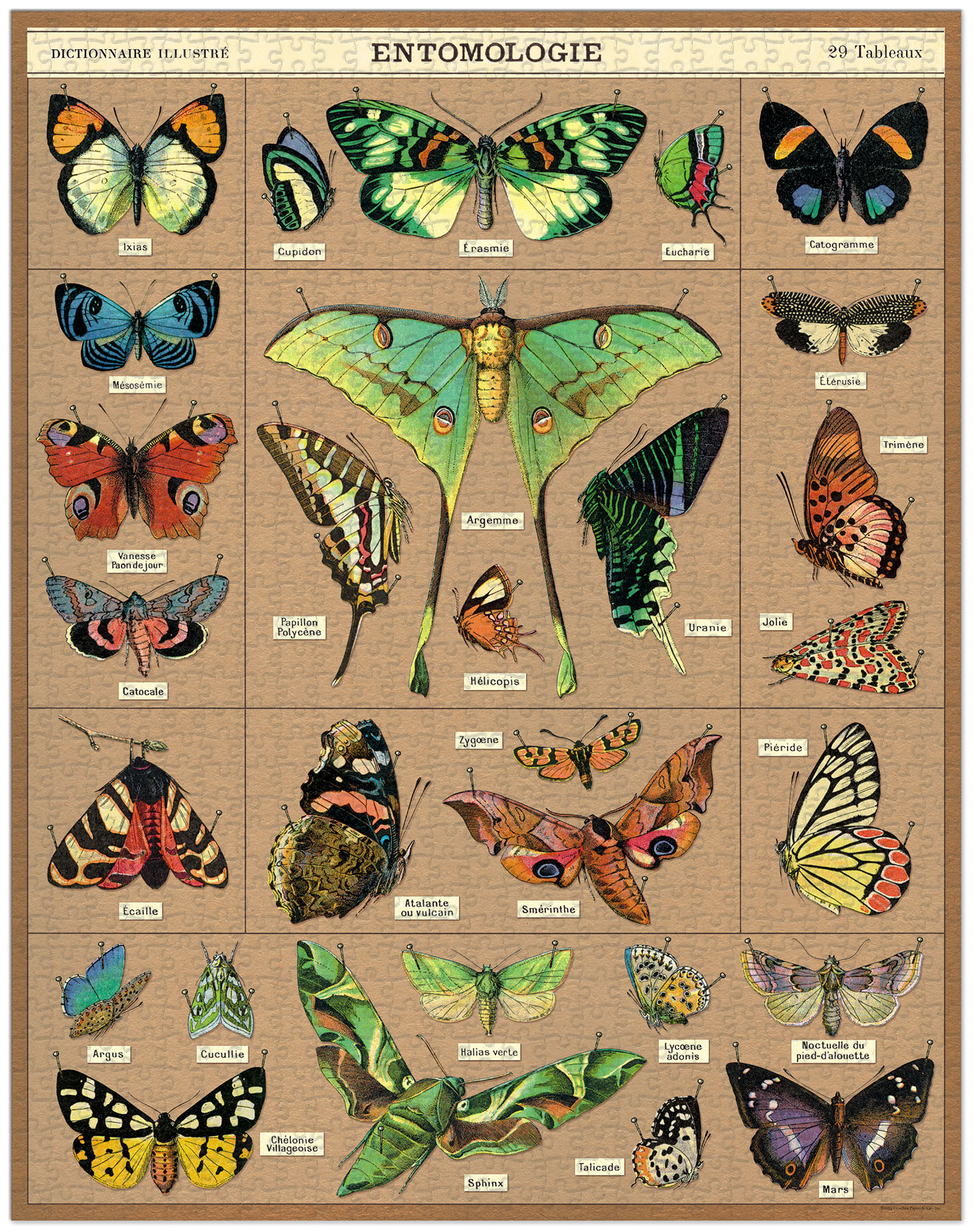 CAVALLINI & Co. Puzzle 1000 pièces Entomologie 55x70cm