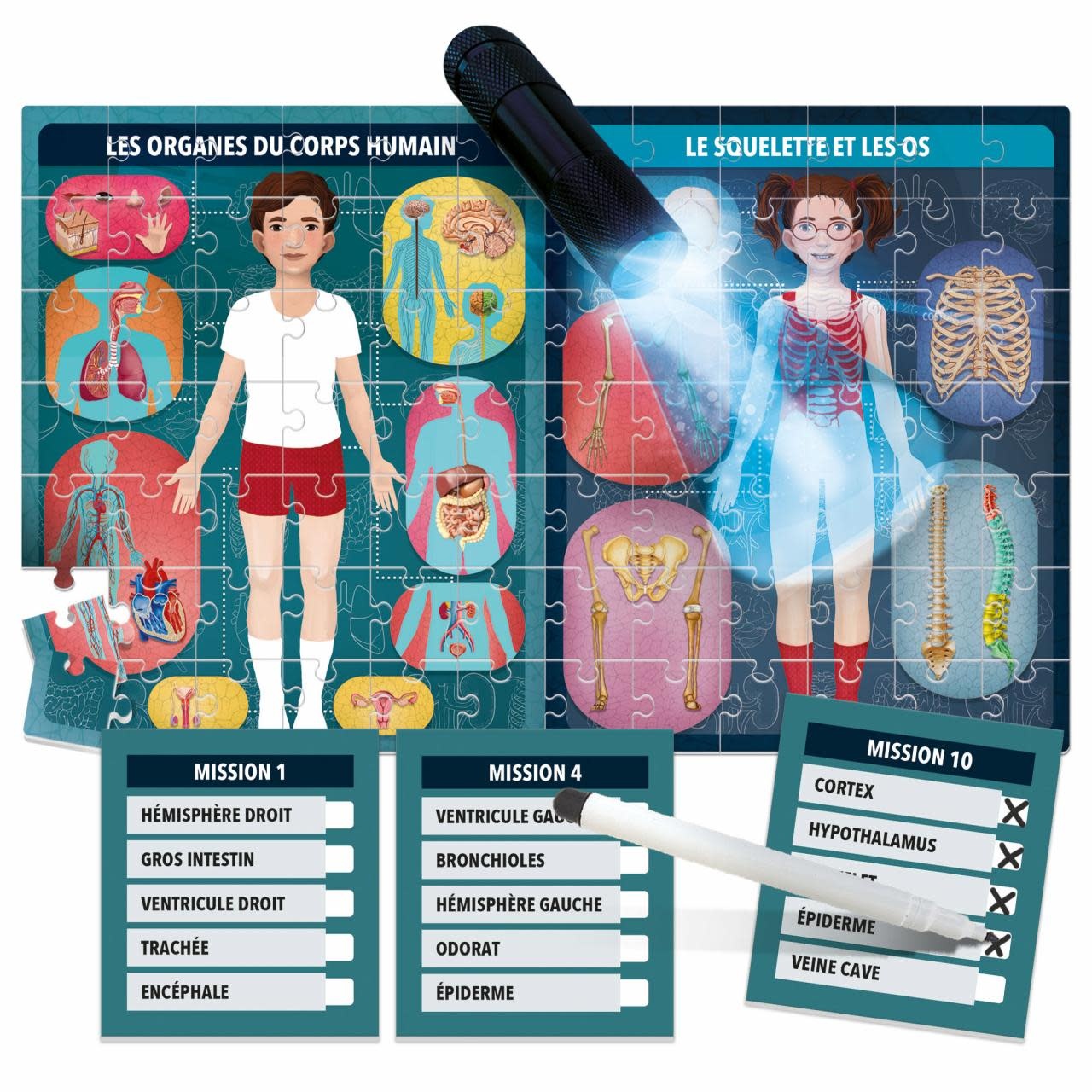 HEADU Le Corps Humain aux Rayons X