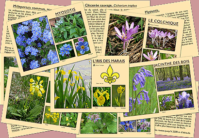 MARC VIDAL Quelles sont ces Fleurs de nos Chemins?