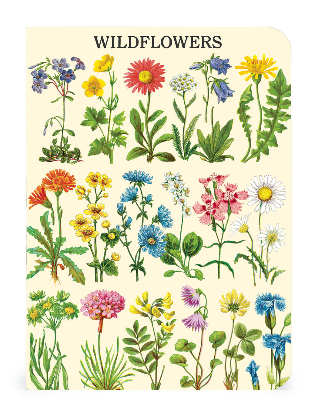 CAVALLINI & Co. Set 3 carnets Wildflowers 2  10x14cm