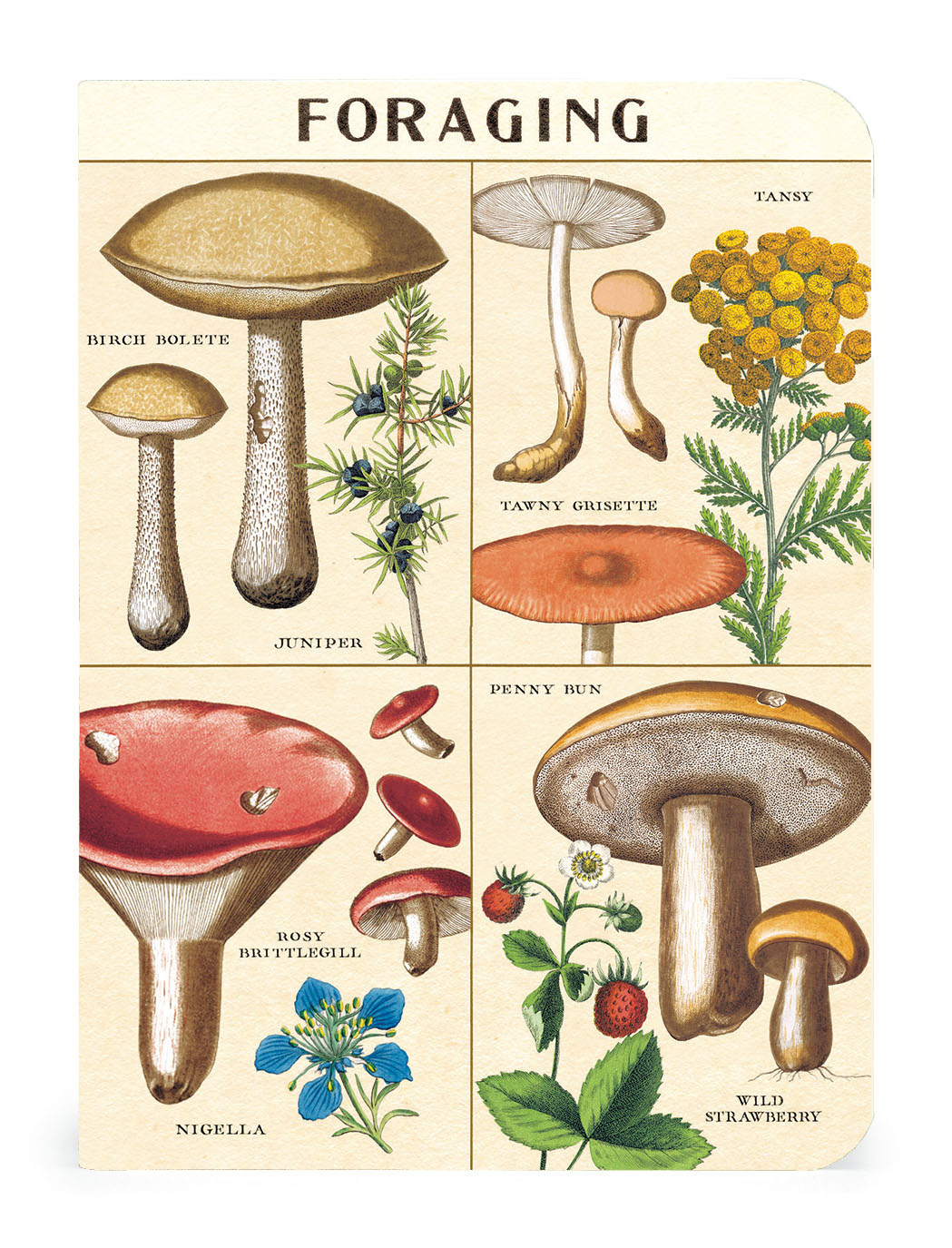 CAVALLINI & Co. Set 3 carnets Champignons 10x14cm