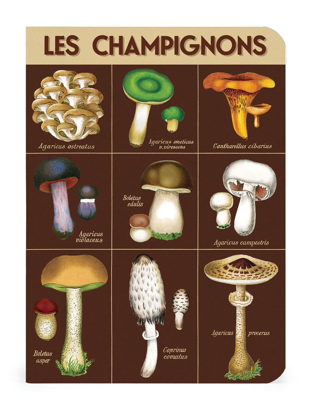 CAVALLINI & Co. Set 3 carnets Champignons 10x14cm