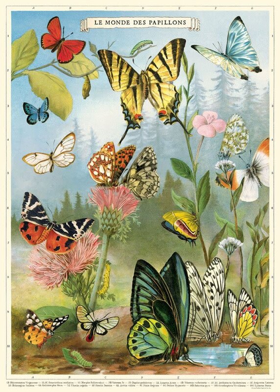 CAVALLINI & Co. Affiche Butterflies 50x70cm