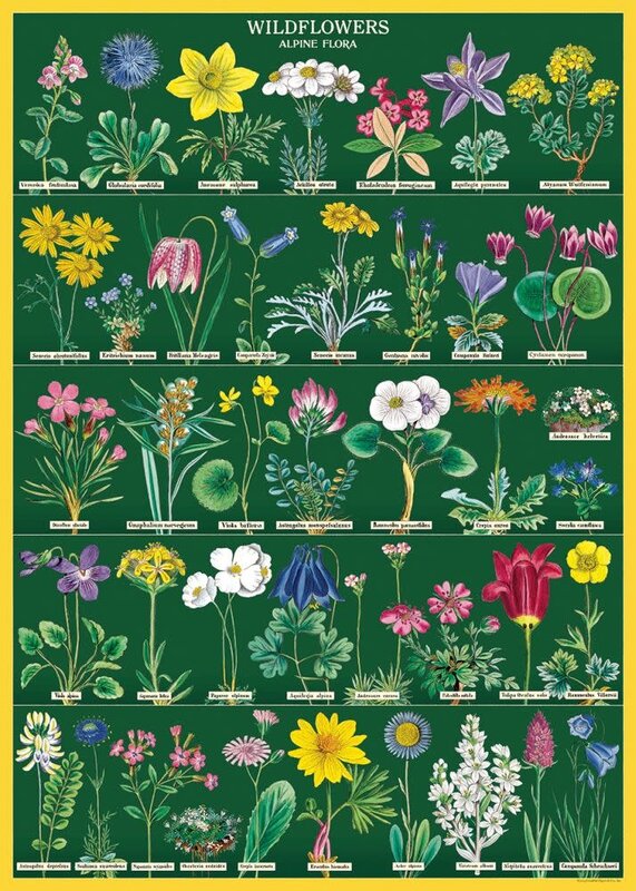 CAVALLINI & Co. Affiche Fleurs Sauvages 2 50x70cm