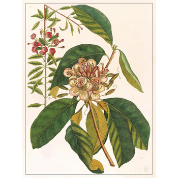 LES JOLIES PLANCHES Planche Fleur