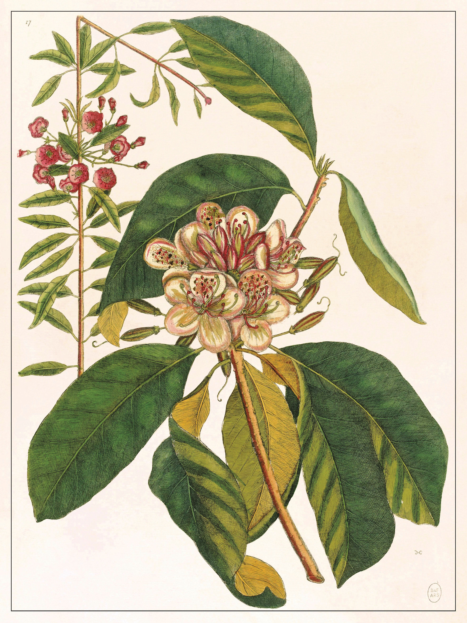 LES JOLIES PLANCHES Planche Fleur