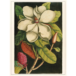 LES JOLIES PLANCHES Planche Fleur Magnolia