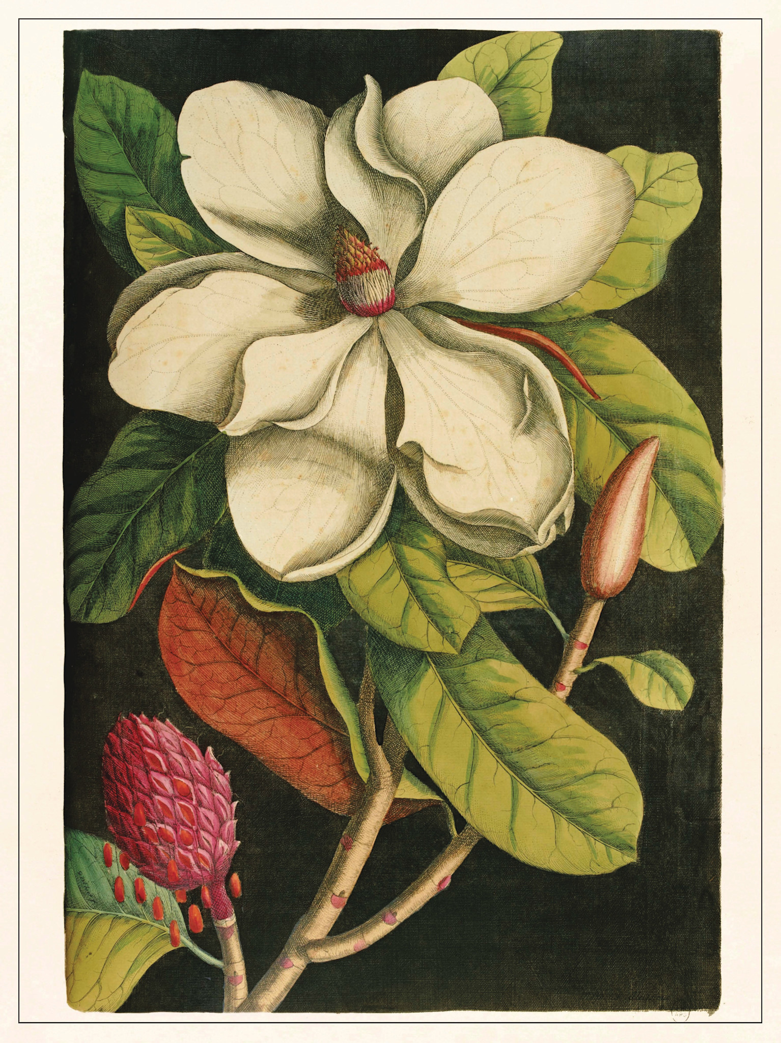 LES JOLIES PLANCHES Planche Fleur Magnolia