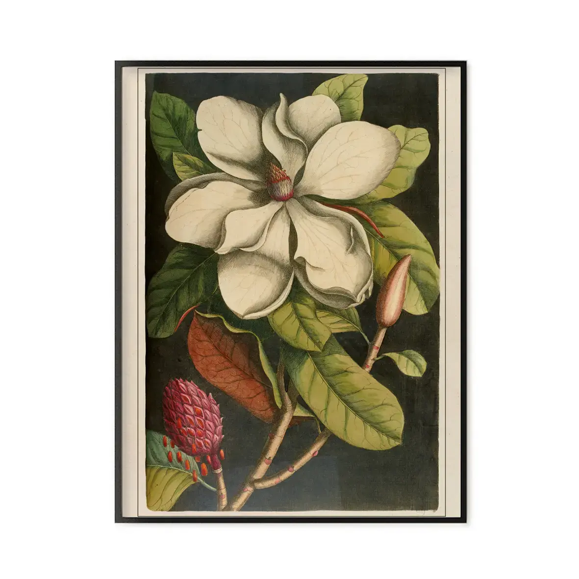 LES JOLIES PLANCHES Planche Fleur Magnolia