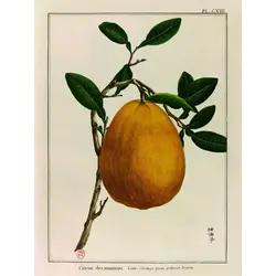 LES JOLIES PLANCHES Planche Fruit Pomelo