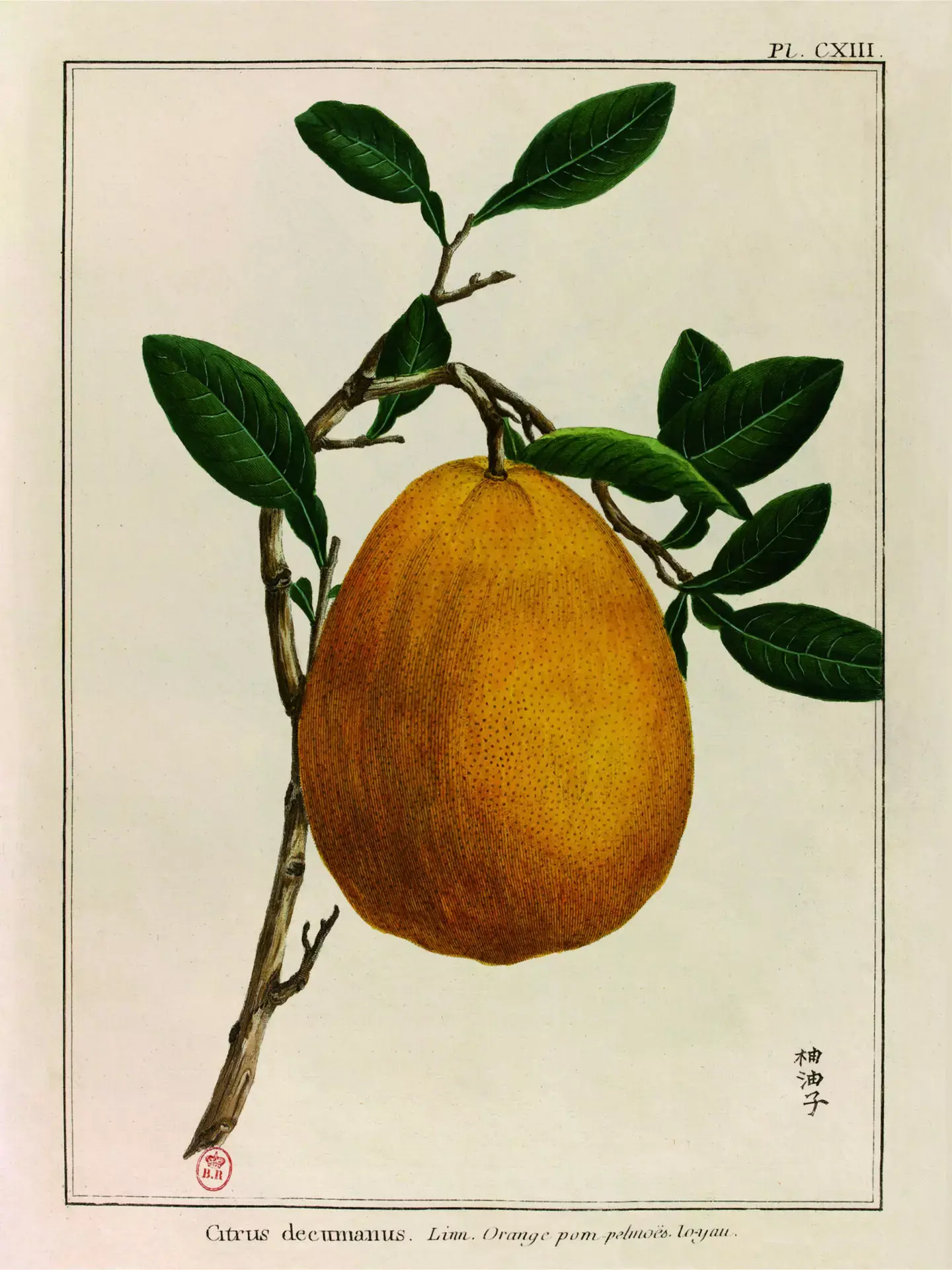 LES JOLIES PLANCHES Planche Fruit Pomelo