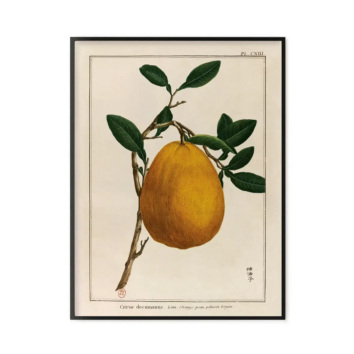 LES JOLIES PLANCHES Planche Fruit Pomelo