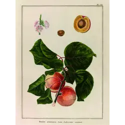 LES JOLIES PLANCHES Planche Fruit Abricots