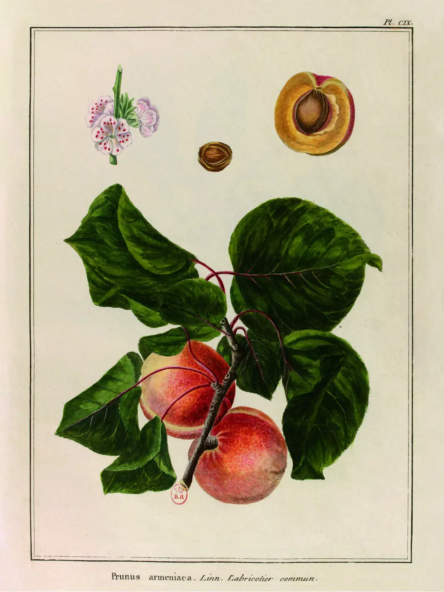 LES JOLIES PLANCHES Planche Fruit Abricots