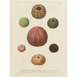 LES JOLIES PLANCHES Planche Oursins