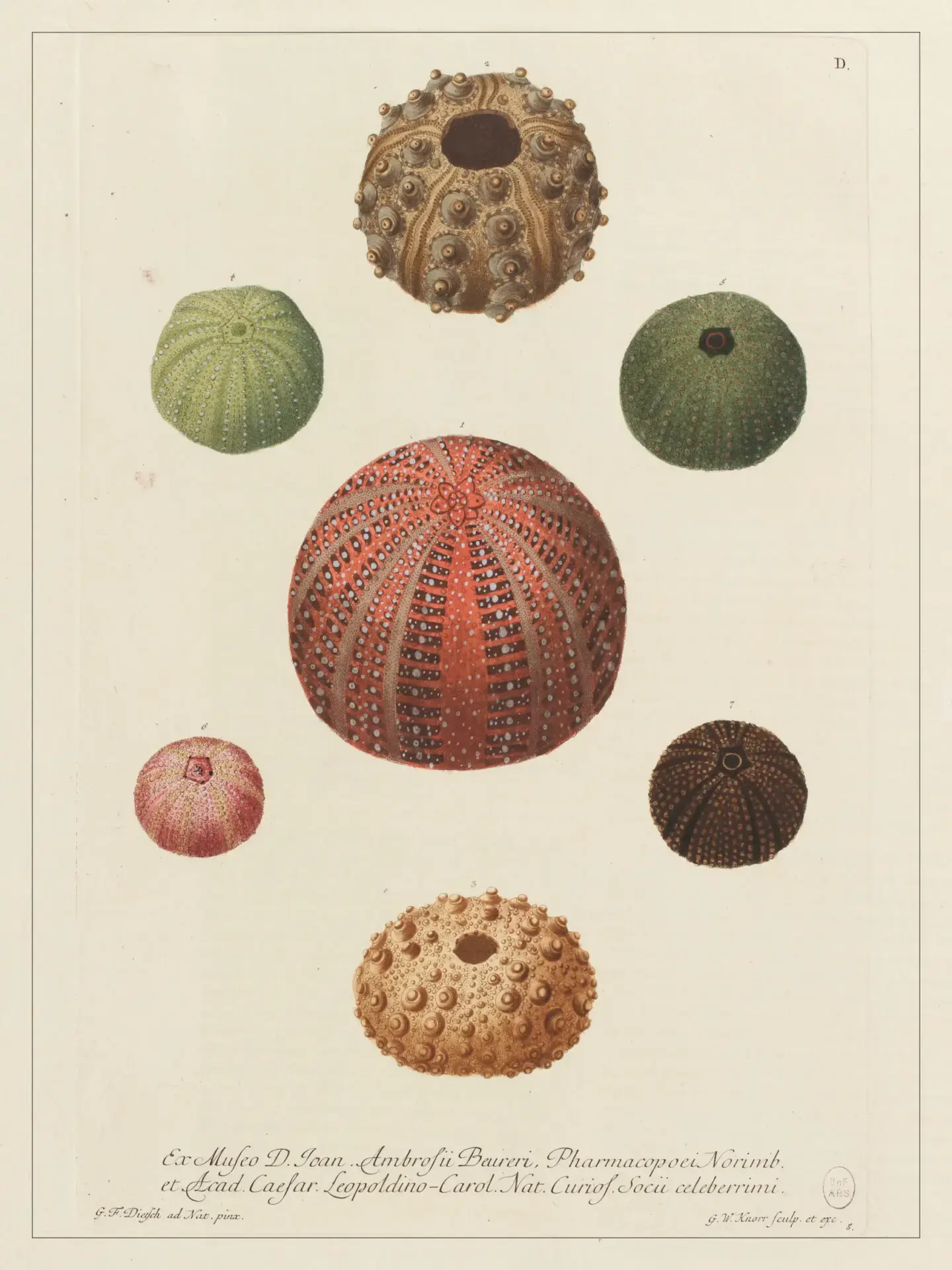 LES JOLIES PLANCHES Planche Oursins