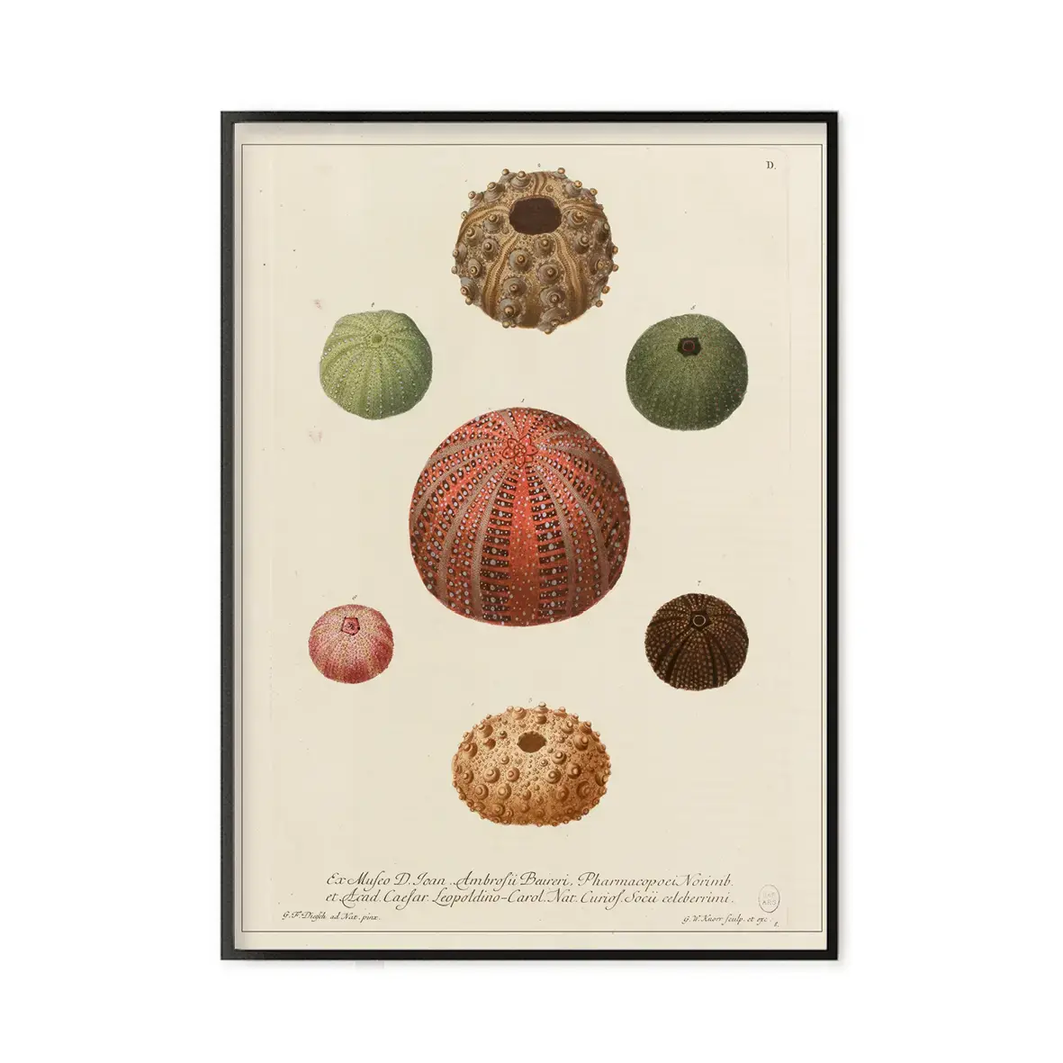 LES JOLIES PLANCHES Planche Oursins