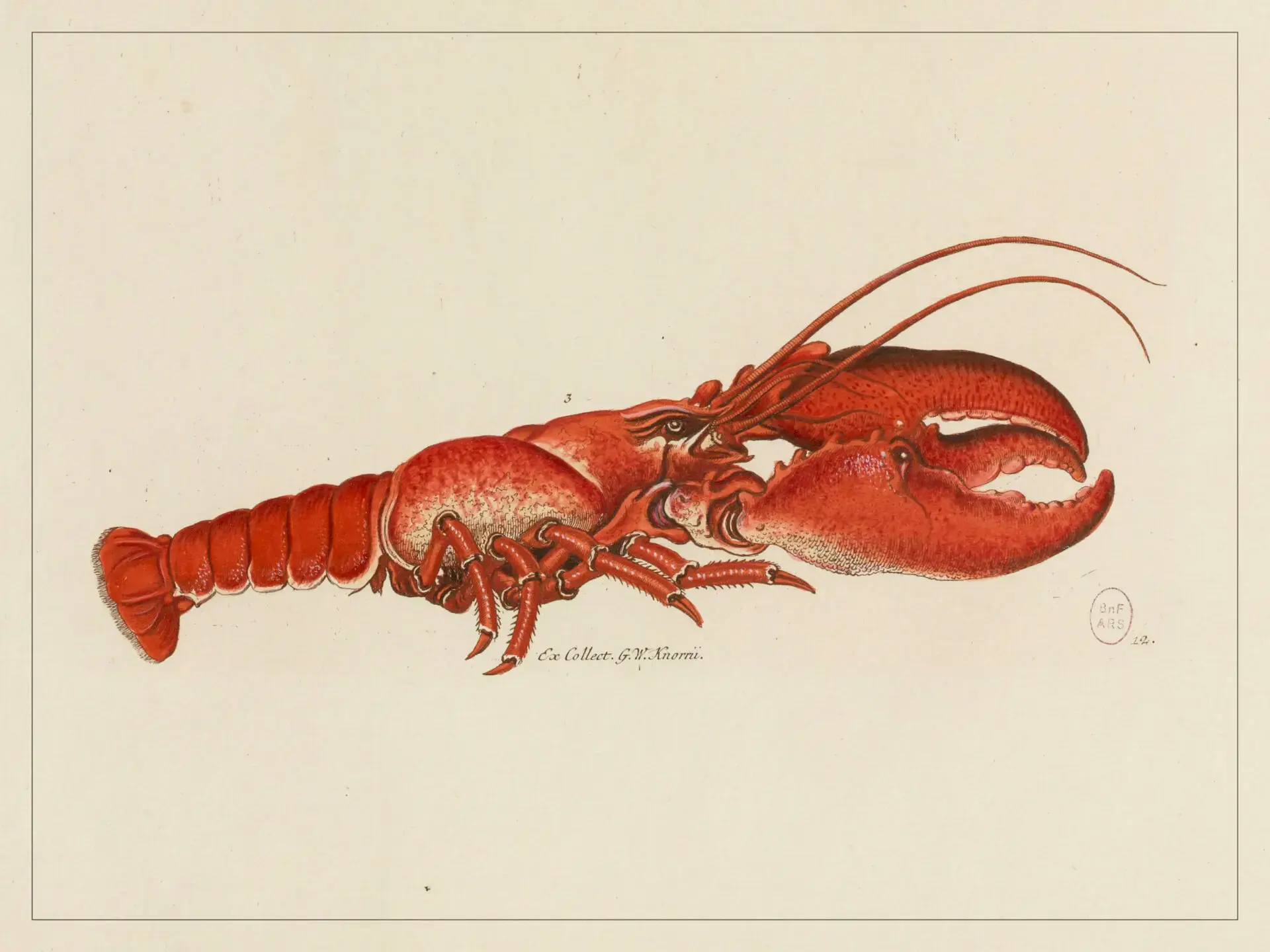 LES JOLIES PLANCHES Planche Homard