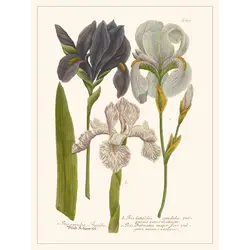 LES JOLIES PLANCHES Planche Fleur Iris