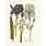 LES JOLIES PLANCHES Planche Fleur Iris