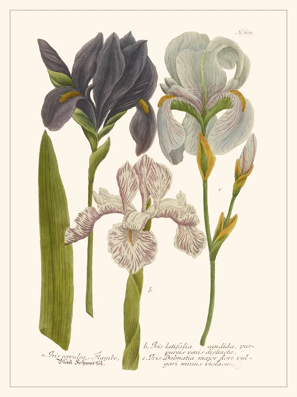 LES JOLIES PLANCHES Planche Fleur Iris