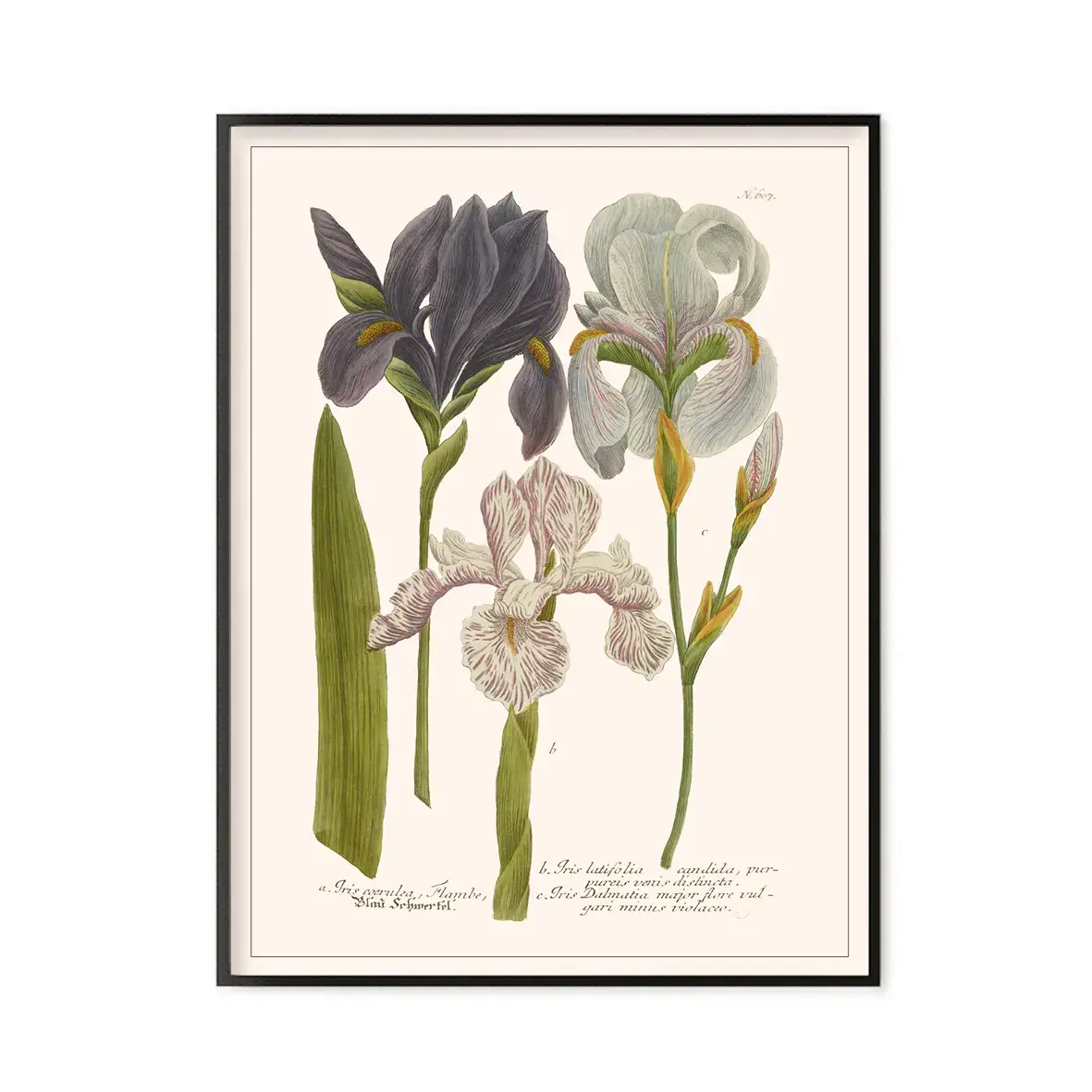 LES JOLIES PLANCHES Planche Fleur Iris