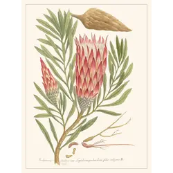 LES JOLIES PLANCHES Planche Fleur Scolimoce