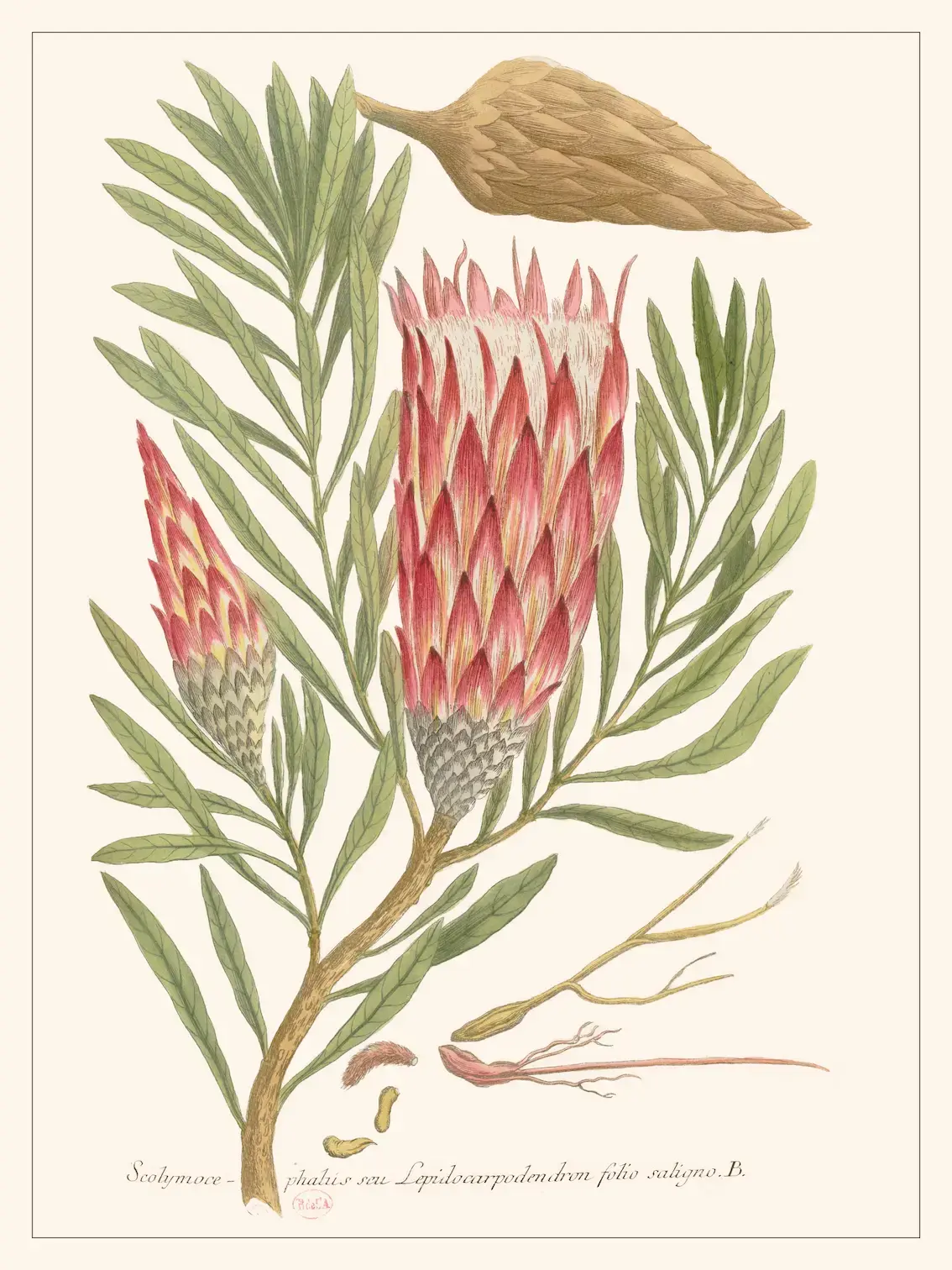 LES JOLIES PLANCHES Planche Fleur Scolimoce