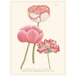 LES JOLIES PLANCHES Planche Fleur Papaver hortense