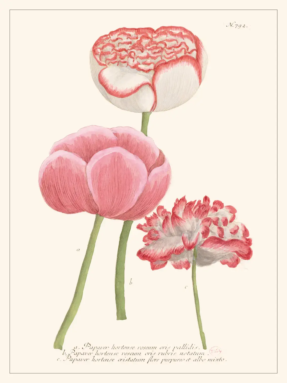 LES JOLIES PLANCHES Planche Fleur Papaver hortense