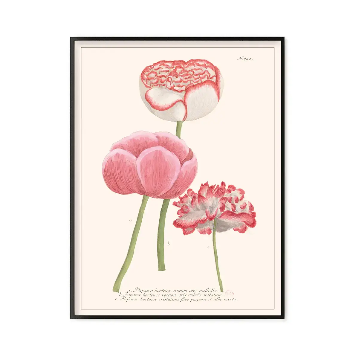 LES JOLIES PLANCHES Planche Fleur Papaver hortense