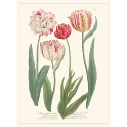 LES JOLIES PLANCHES Planche Fleur Tulipes