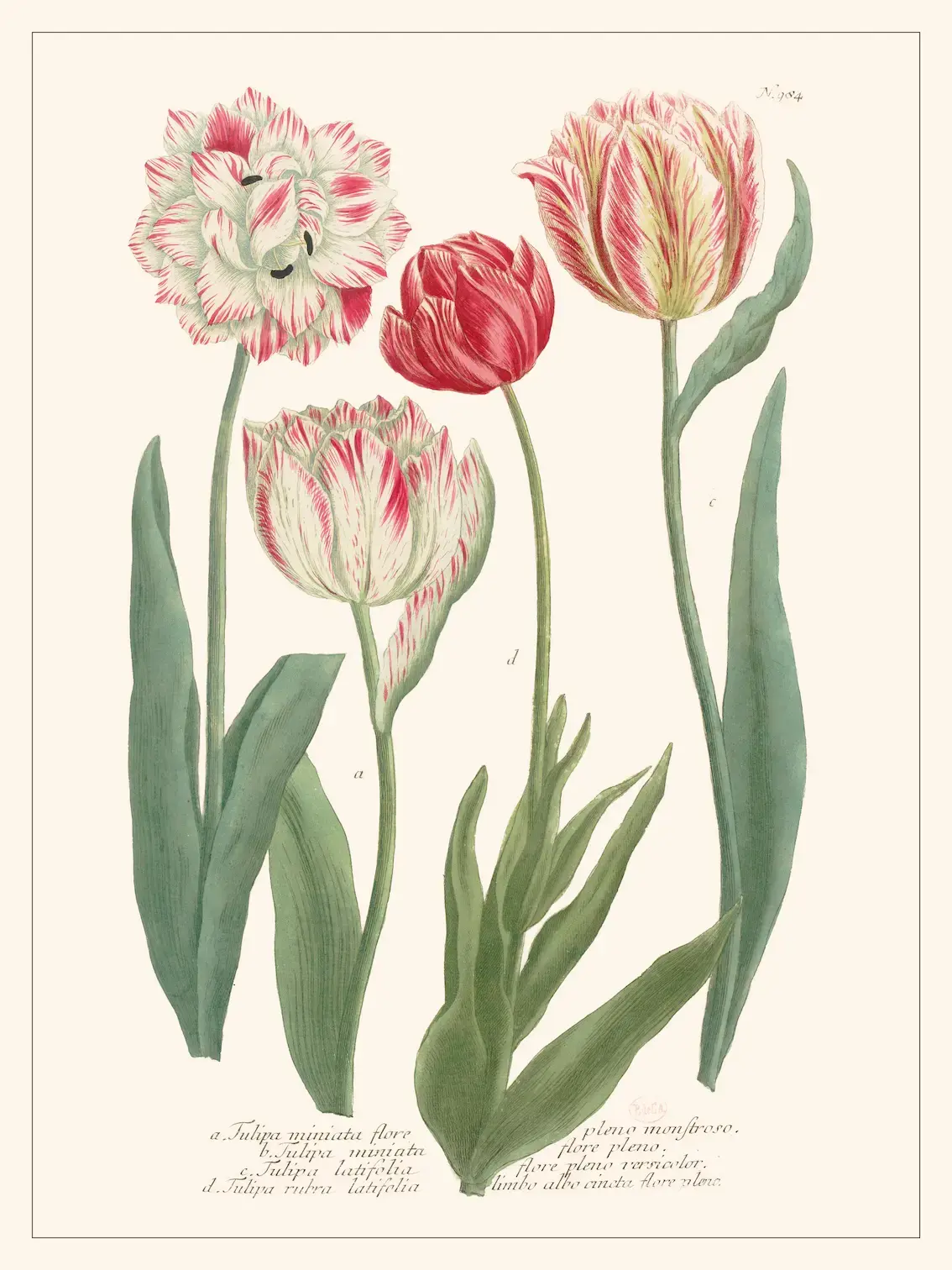 LES JOLIES PLANCHES Planche Fleur Tulipes