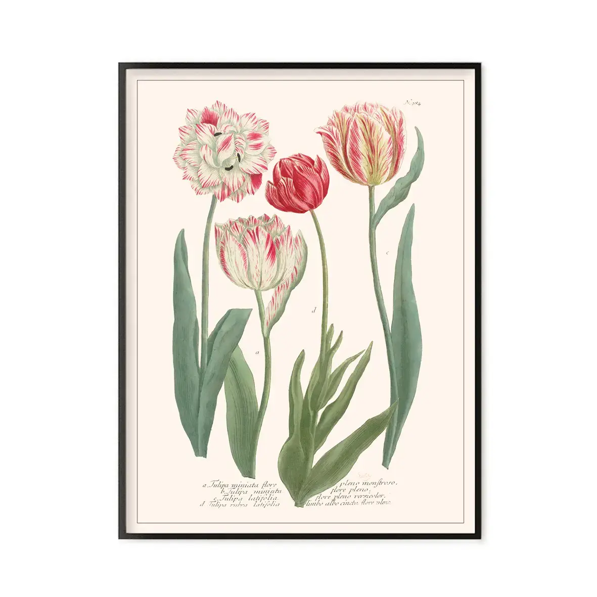 LES JOLIES PLANCHES Planche Fleur Tulipes
