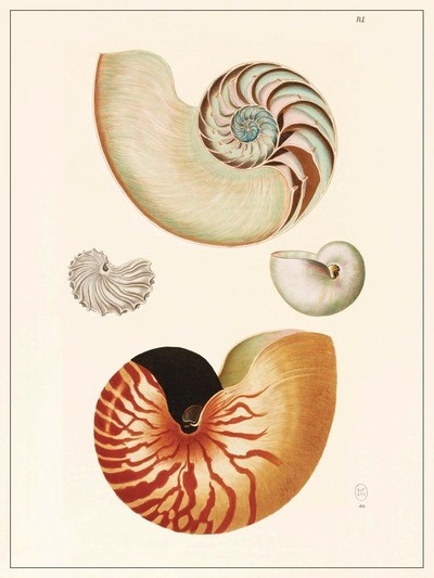 LES JOLIES PLANCHES Planche Coquillages