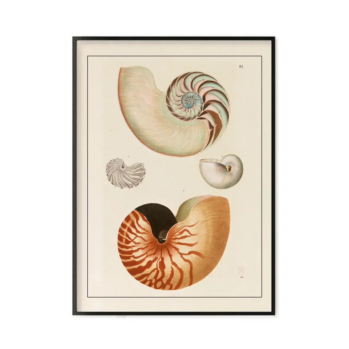 LES JOLIES PLANCHES Planche Coquillages