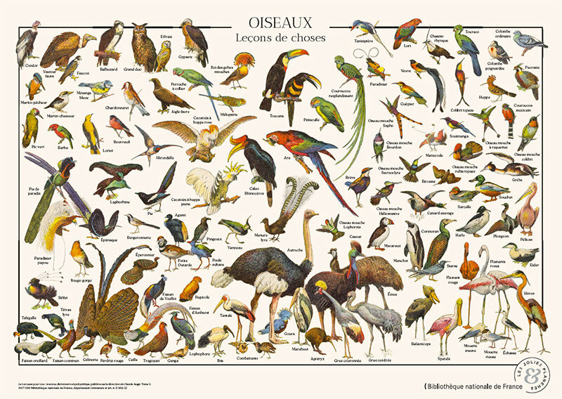 LES JOLIES PLANCHES Puzzle - Oiseau - 1000 pièces
