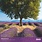 Calendriers 30x30cm 16 mois 2025-2026 Provence