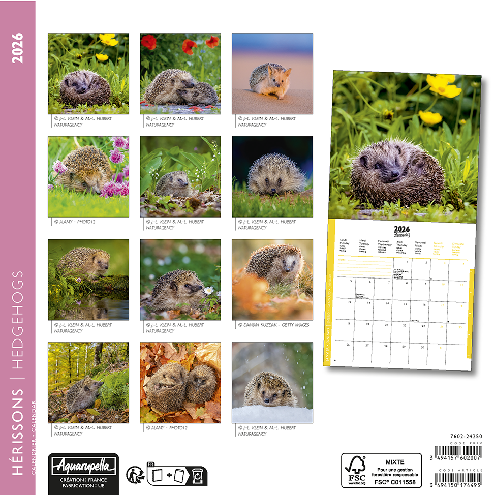 Calendriers 16x16cm 16 mois 2025-2026 Hérisson