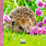 Calendriers 16x16cm 16 mois 2025-2026 Hérisson