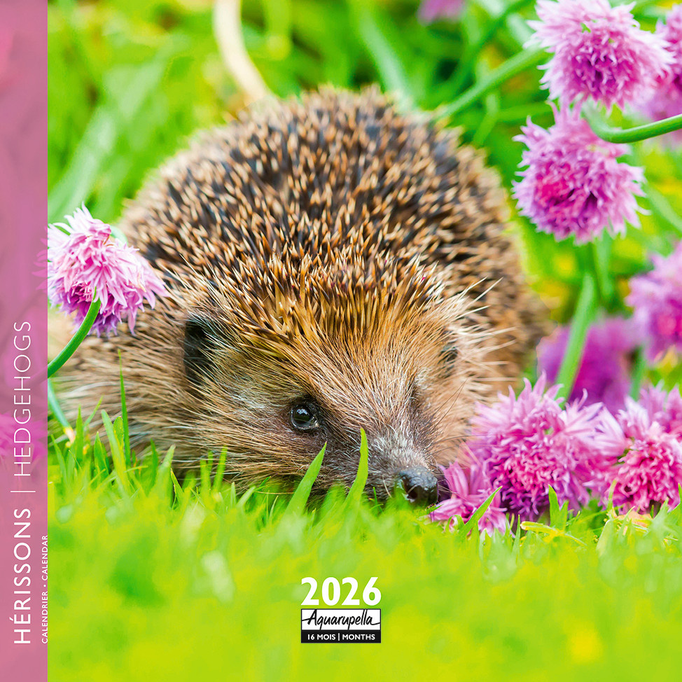 Calendriers 16x16cm 16 mois 2025-2026 Hérisson